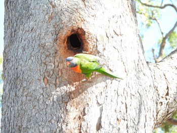 Rainbow Lorikeet オーストラリア Sat, 8/12/2023