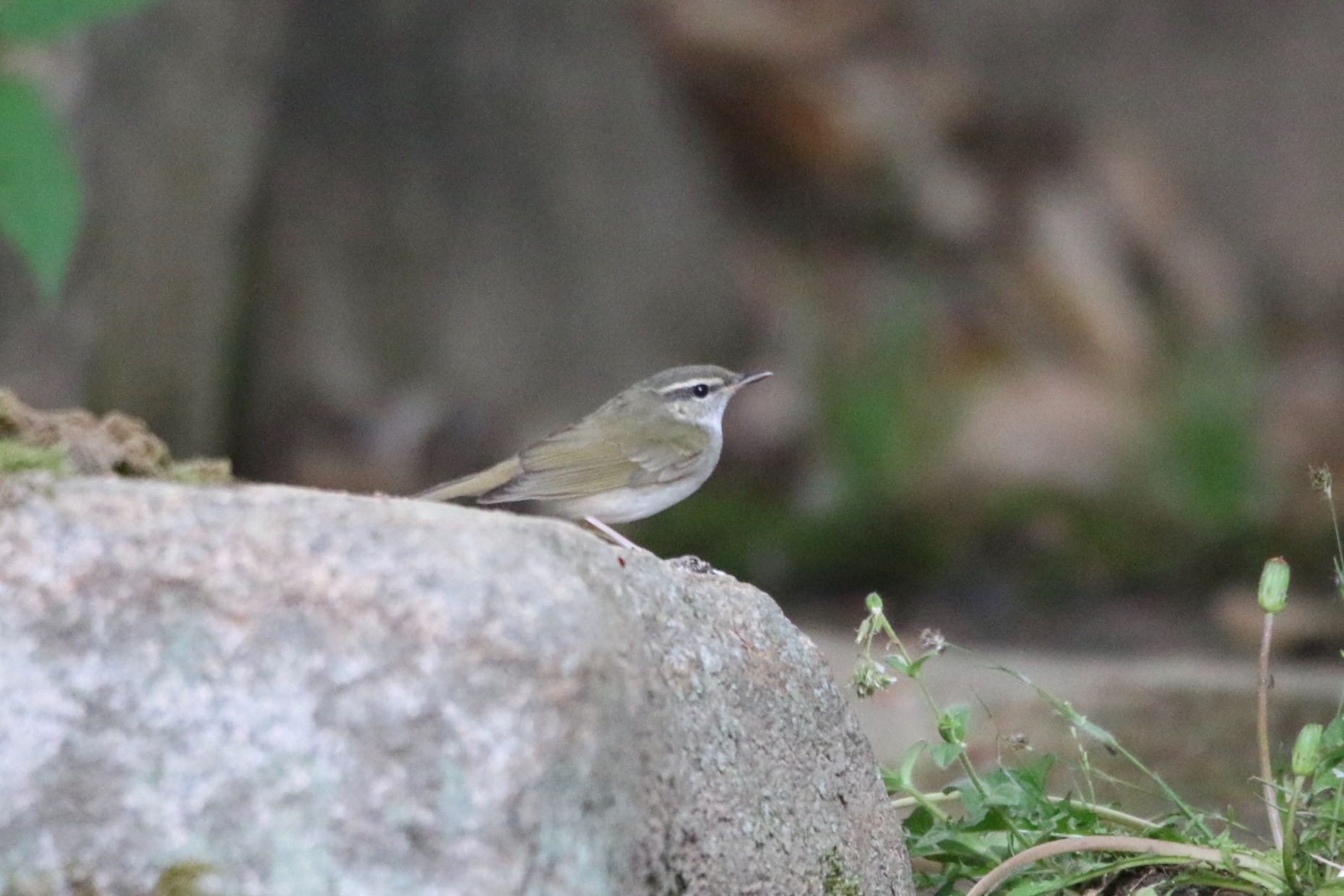Photo of Sakhalin Leaf Warbler at 岡山県倉敷 by 1t