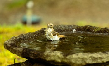 キビタキ 山中湖 2023年8月26日(土)