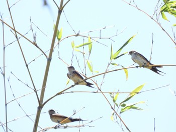 Red-rumped Swallow 相良油田公園の近く Sat, 8/12/2023