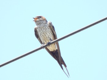 Red-rumped Swallow 相良油田の里公園の近く Sat, 8/12/2023