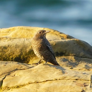 Blue Rock Thrush 観音崎公園 Tue, 8/29/2023