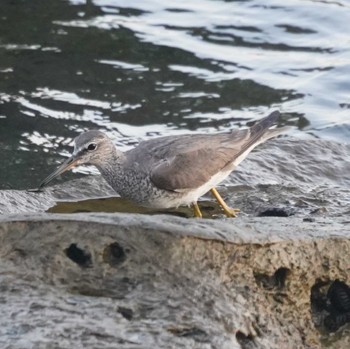 Grey-tailed Tattler 観音崎公園 Tue, 8/29/2023