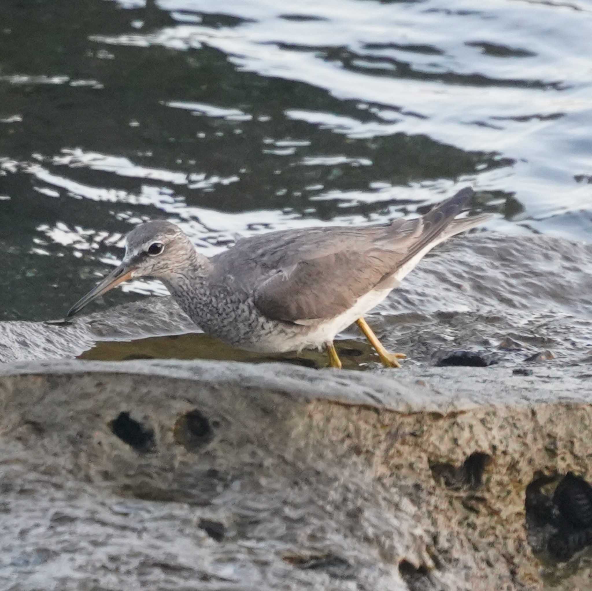 Photo of Grey-tailed Tattler at 観音崎公園 by misa X