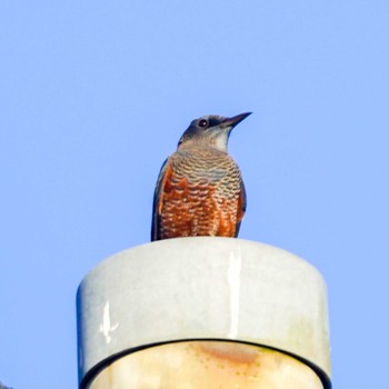 Blue Rock Thrush 観音崎公園 Tue, 8/29/2023