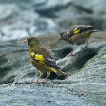 Grey-capped Greenfinch 横須賀市鴨居 Tue, 8/29/2023