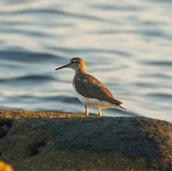 Common Sandpiper 観音崎公園 Tue, 8/29/2023