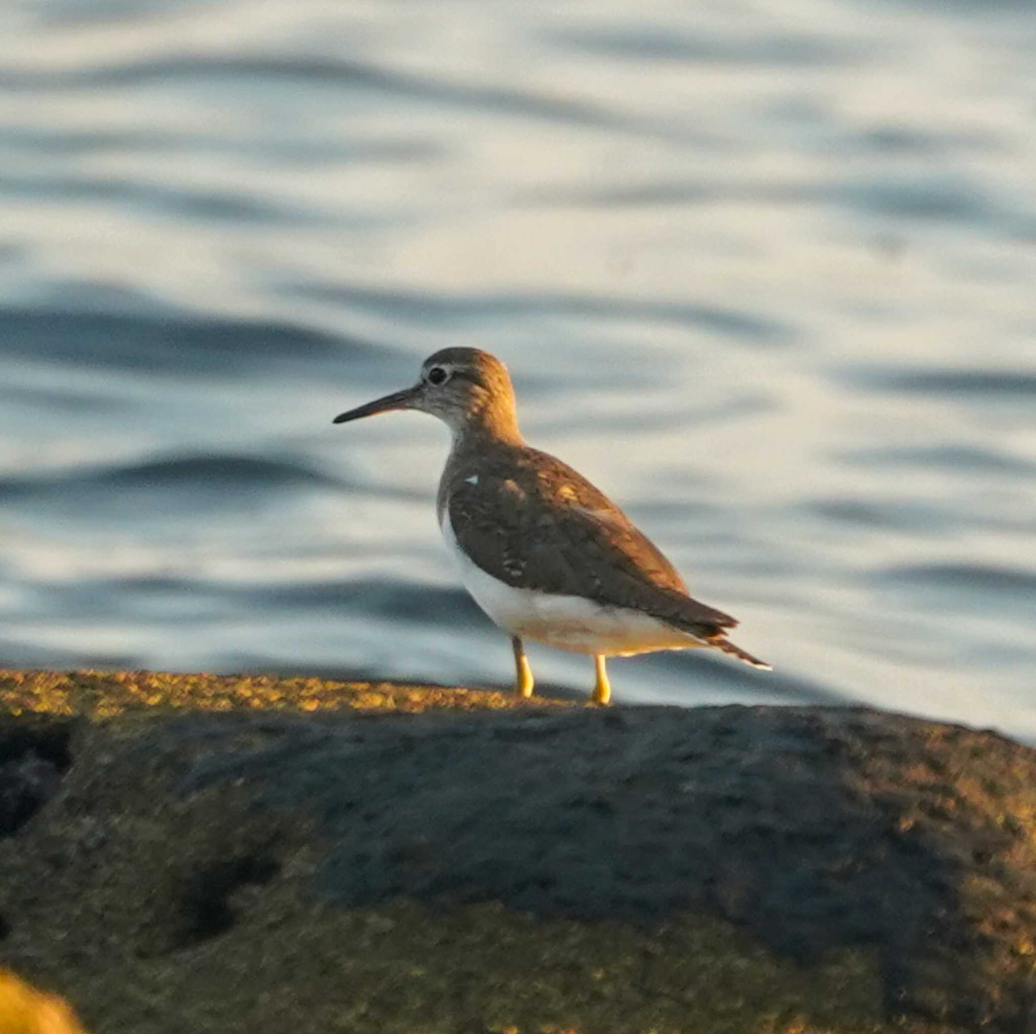 Photo of Common Sandpiper at 観音崎公園 by misa X