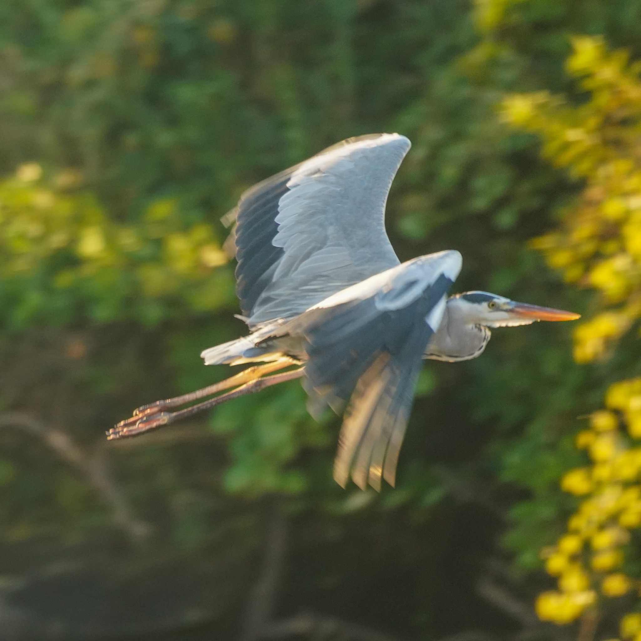 Photo of Grey Heron at 観音崎公園 by misa X
