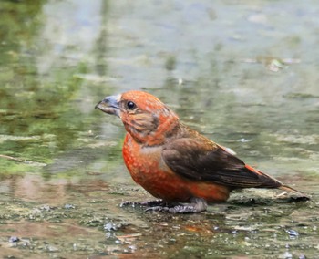 Red Crossbill Lake Kawaguchiko Tue, 8/29/2023