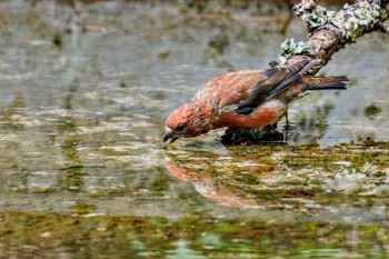 Sat, 8/26/2023 Birding report at 山梨県