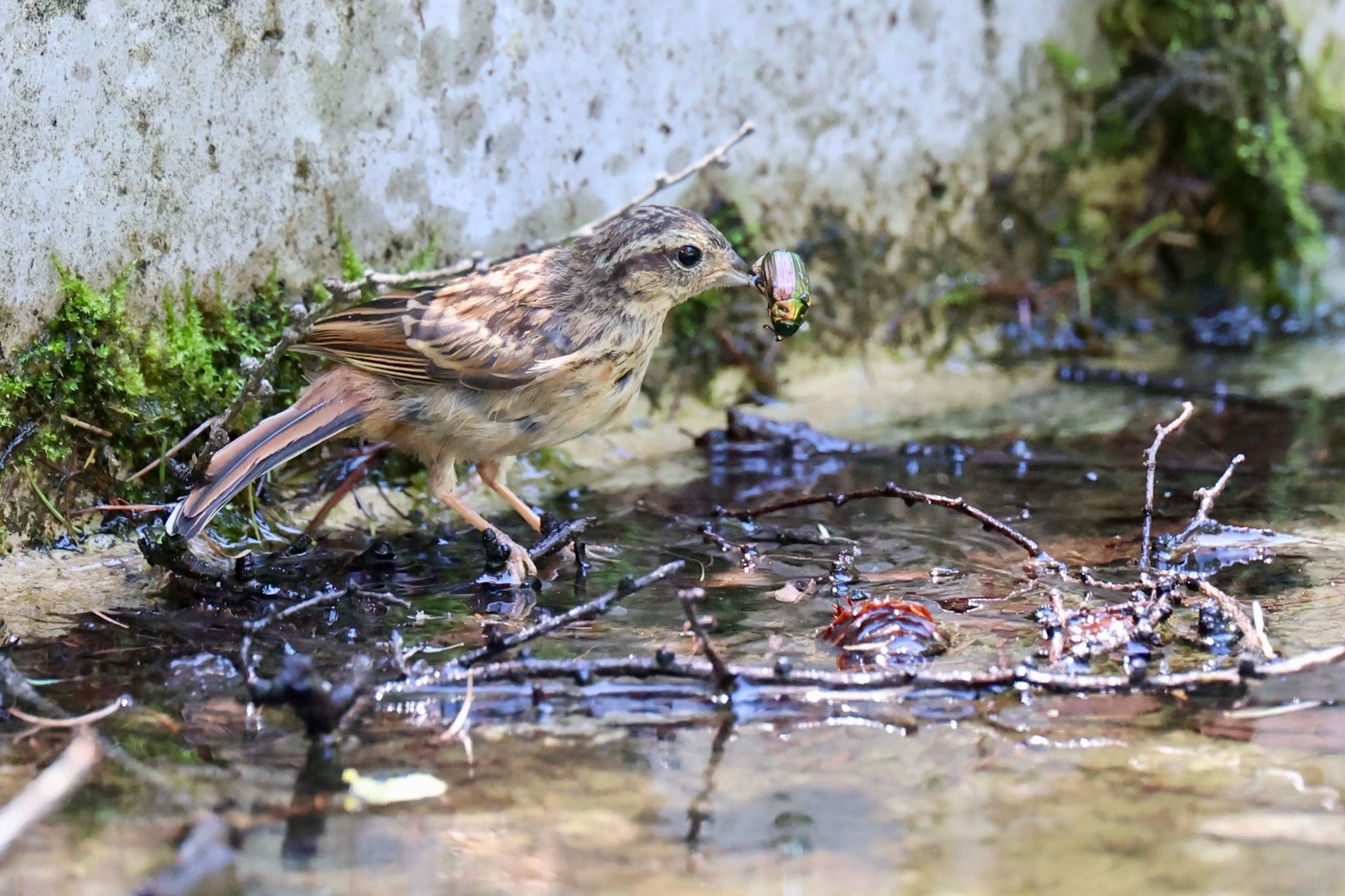 カナブンは食べません