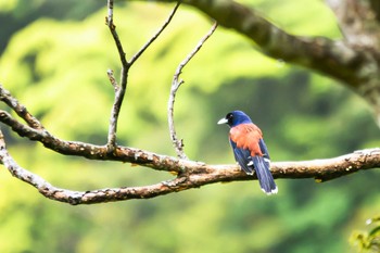 Lidth's Jay Amami Island(General) Tue, 3/22/2022