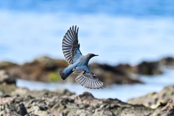 Sun, 8/27/2023 Birding report at 平磯海岸