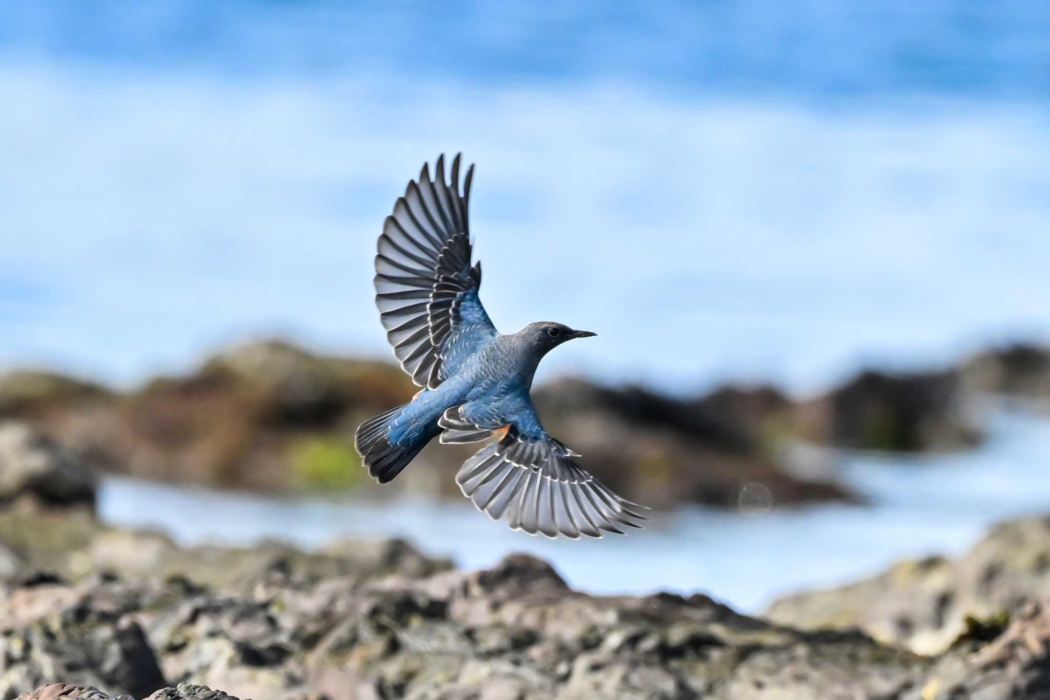 平磯海岸 イソヒヨドリの写真