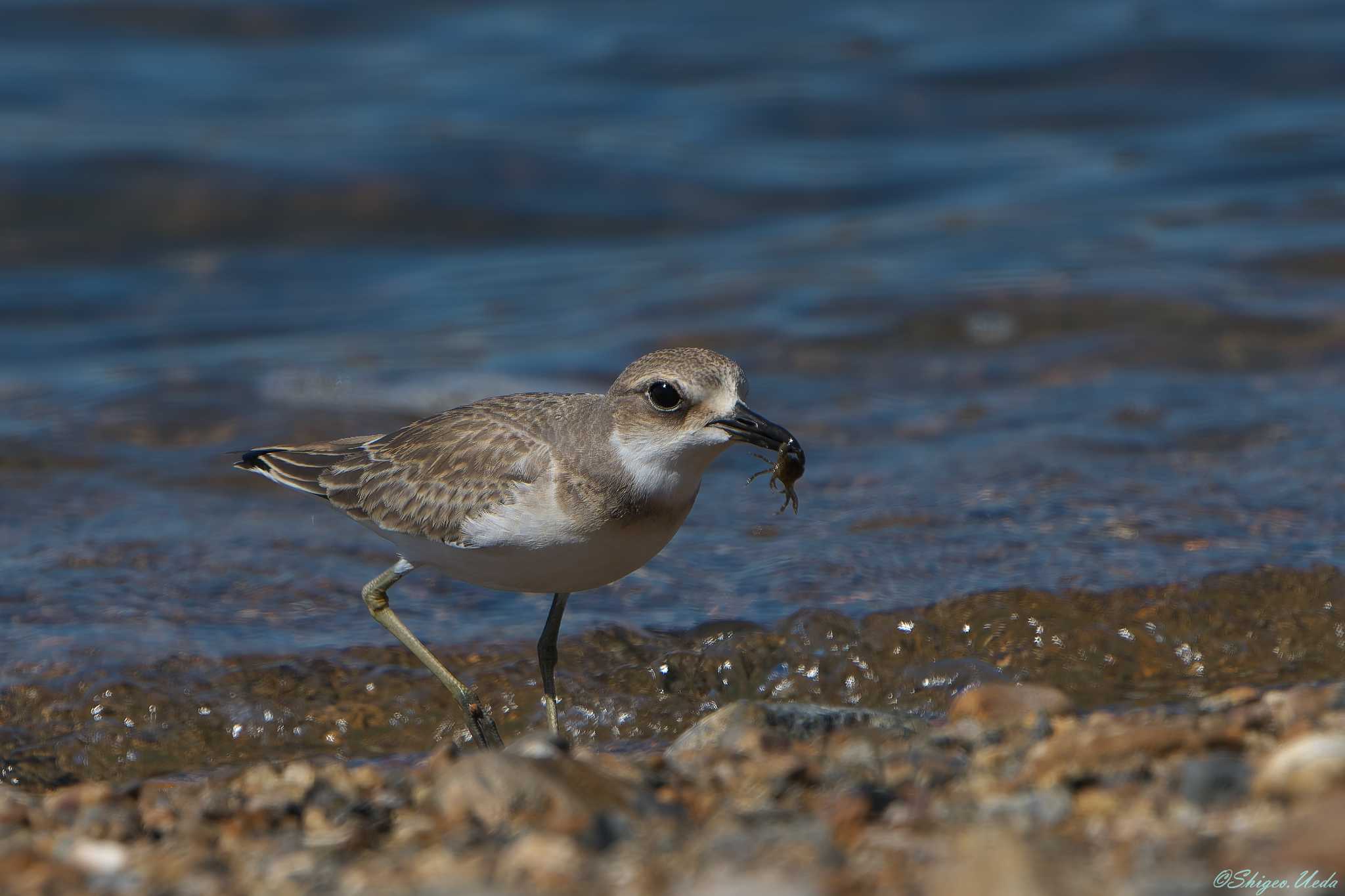 Greater Sand Plover