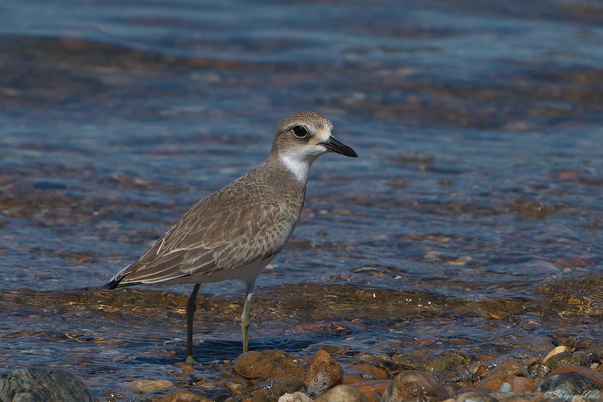 Photo of Greater Sand Plover at 明石市 by 禽好き