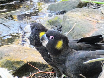 Yellow-tailed Black Cockatoo Centennial Park (Sydney) Fri, 8/25/2023