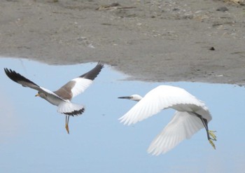 2023年8月29日(火) 淀川の野鳥観察記録