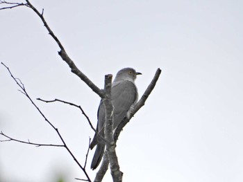 Common Cuckoo 泉ヶ岳 Sat, 6/3/2023