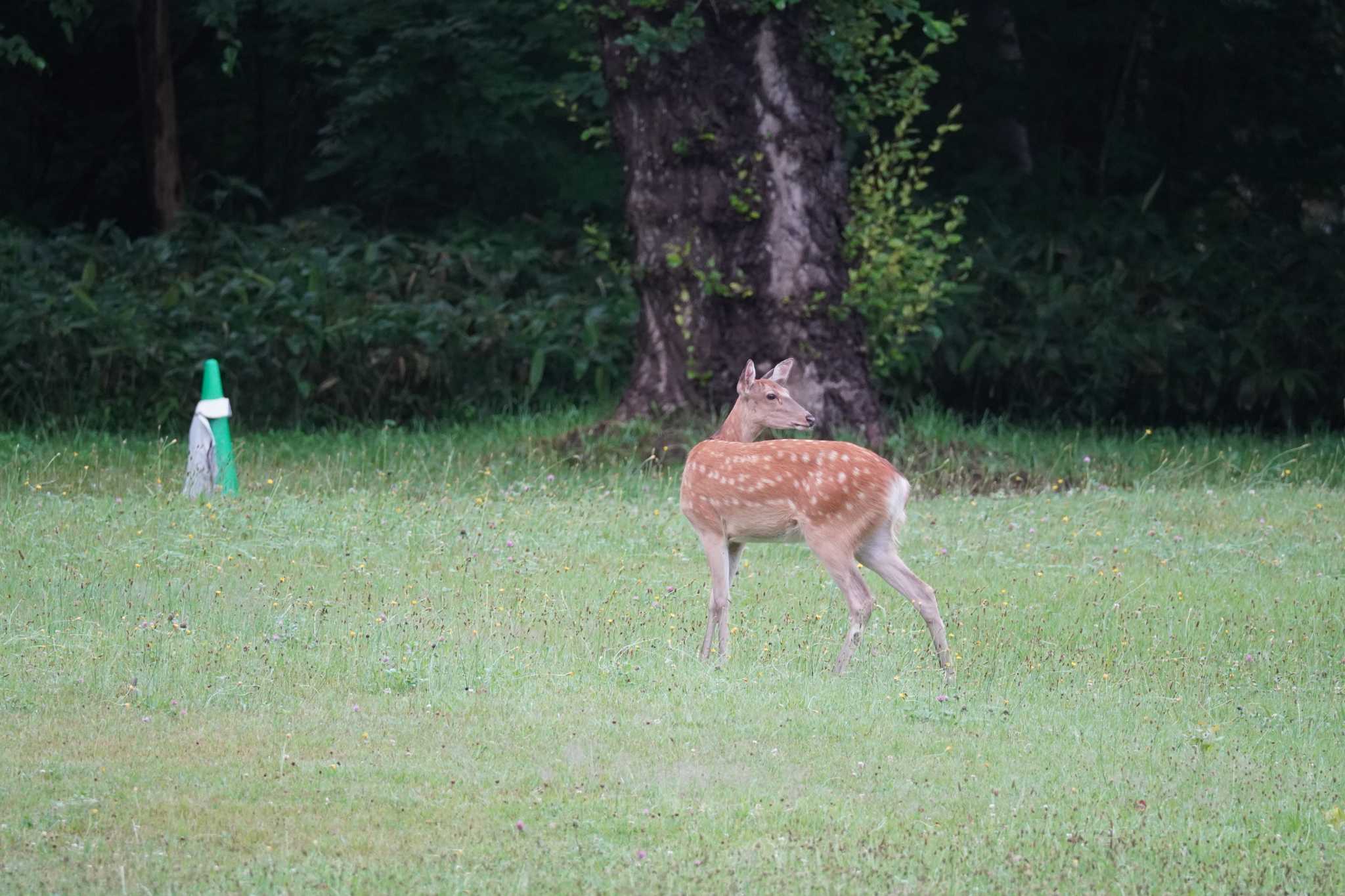 結構、町に近い公園なんですけどねぇ(笑)