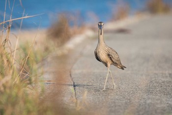 ホウロクシギ 場所が不明 2018年8月29日(水)