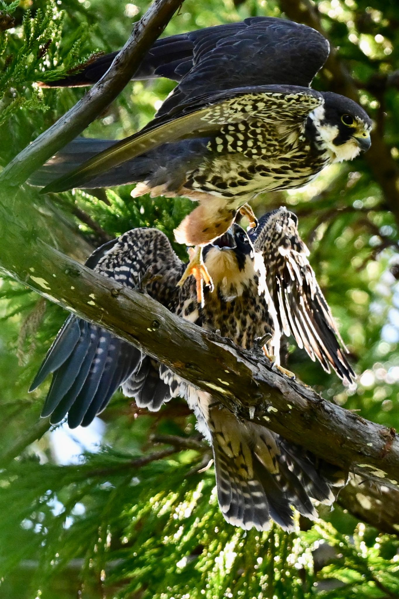  チゴハヤブサの写真