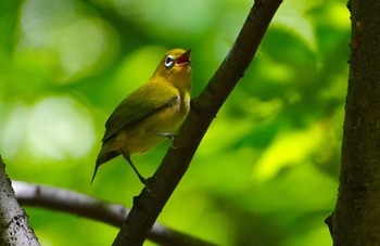 メジロ 大阪城公園 2023年8月29日(火)