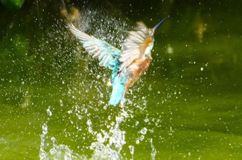 2023年8月29日(火) 茶臼山の野鳥観察記録