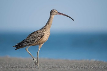 ホウロクシギ 場所が不明 2018年8月29日(水)