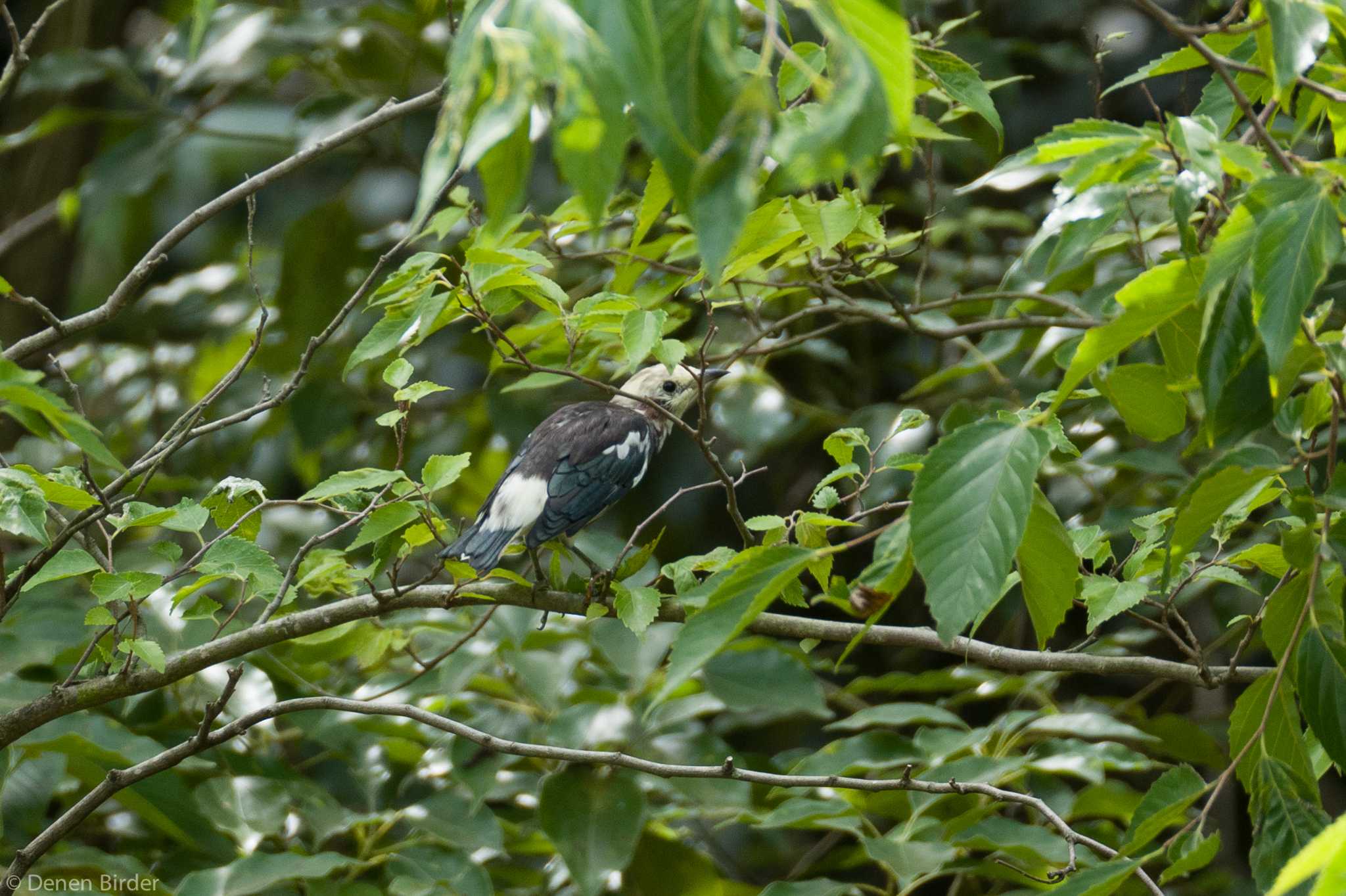 行徳野鳥保護区 コムクドリの写真 by 田園Birder