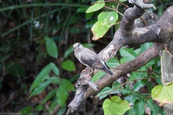 ムクドリ 行徳野鳥保護区 2023年8月27日(日)