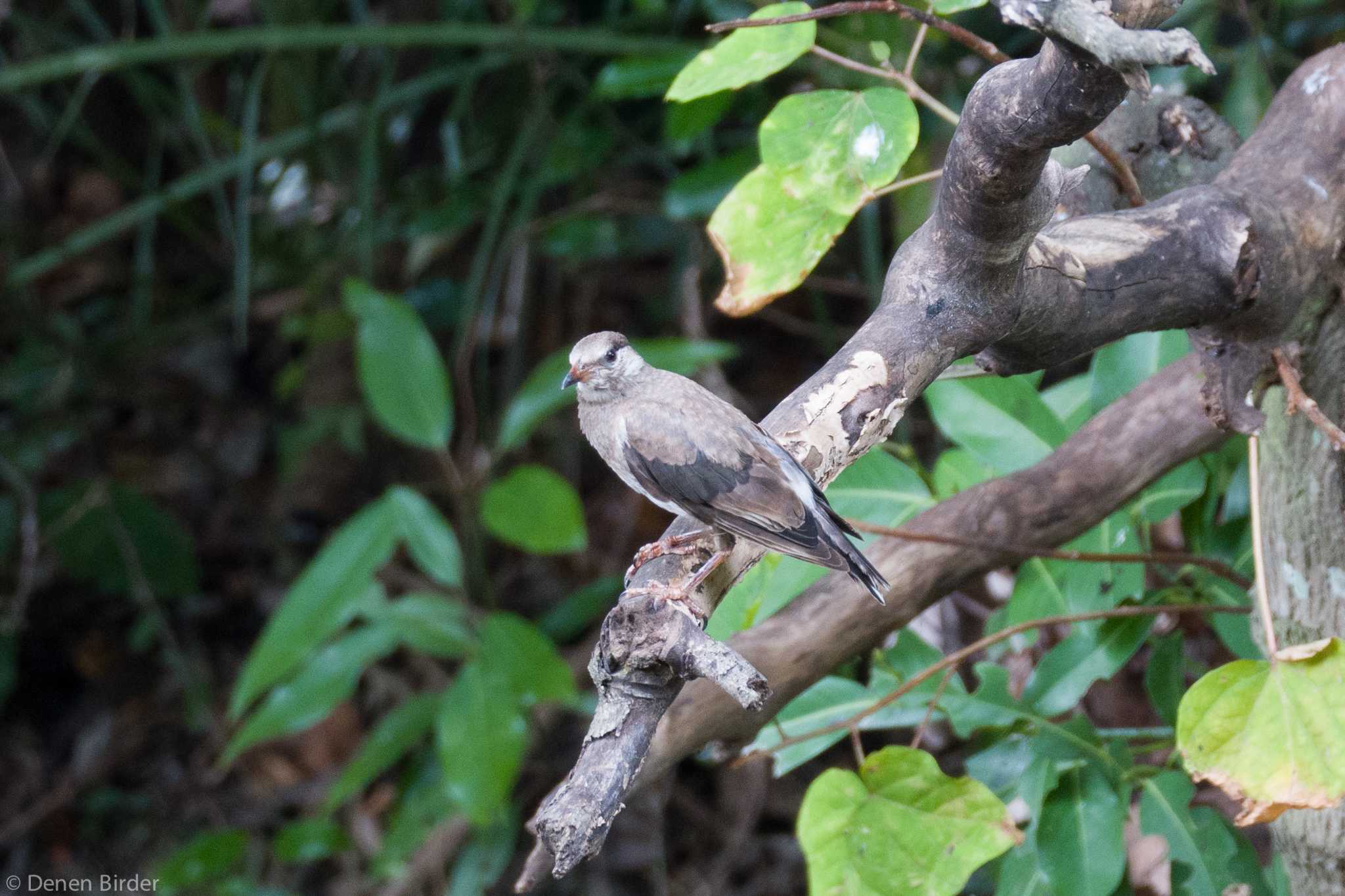 行徳野鳥保護区 ムクドリの写真 by 田園Birder