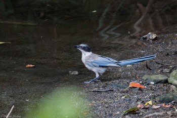 Azure-winged Magpie 行徳野鳥保護区 Sun, 8/27/2023