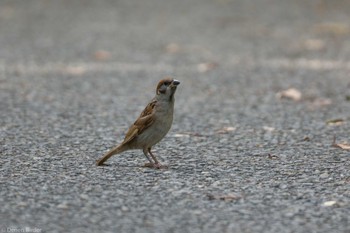 スズメ 行徳野鳥保護区 2023年8月27日(日)