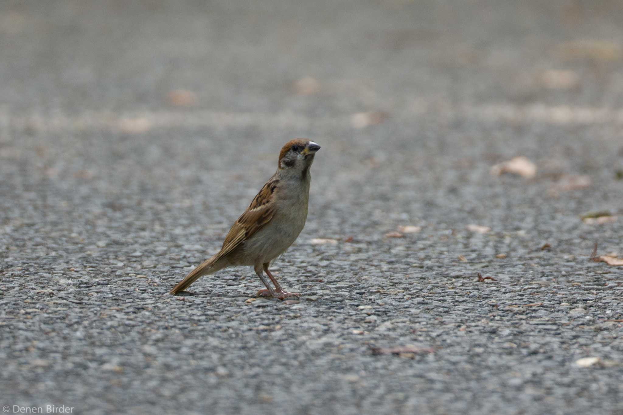 とおせんぼ by 田園Birder