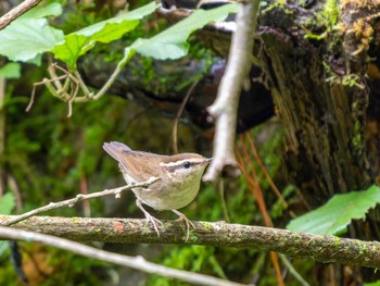 ヤブサメ 茨城県北部 2023年8月28日(月)