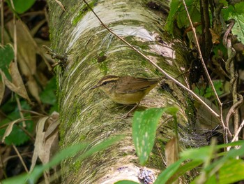 ヤブサメ 茨城県北部 2023年8月28日(月)