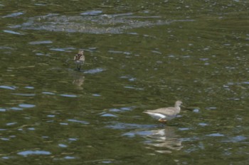 Long-toed Stint Osaka Nanko Bird Sanctuary Tue, 8/29/2023