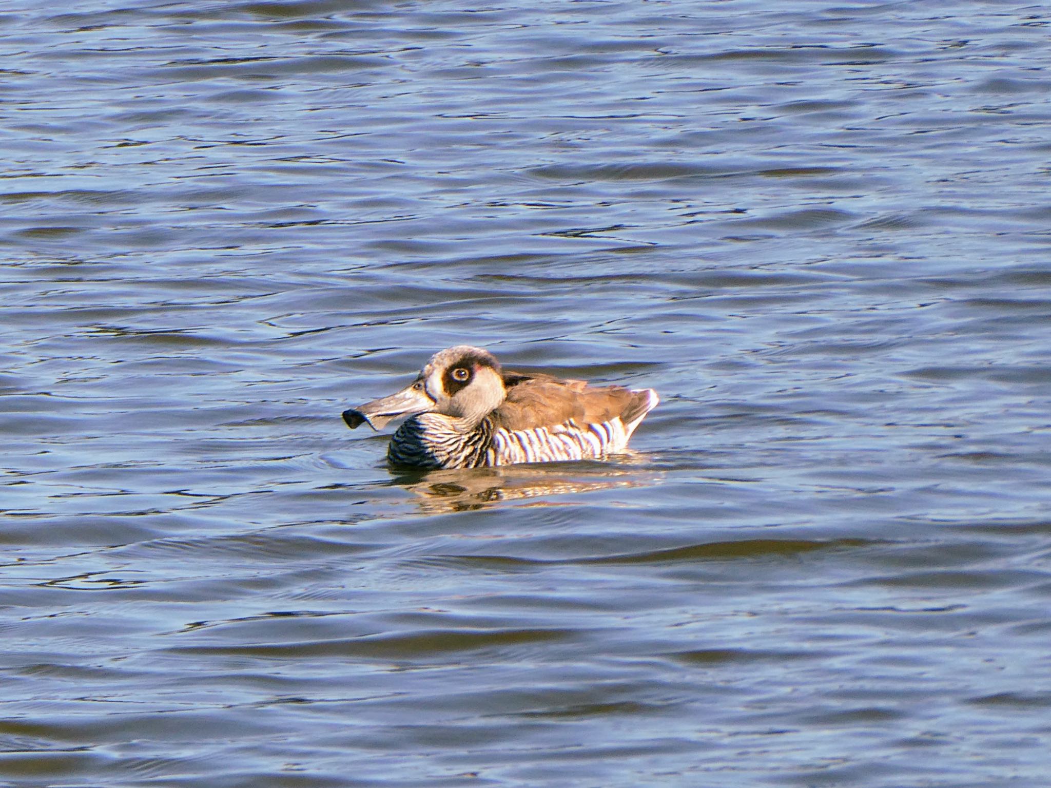 Photo of Pink-eared Duck at Centennial Park (Sydney) by Maki