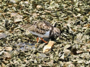 キョウジョシギ 葛西臨海公園 2023年8月20日(日)