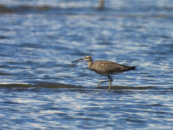 チュウシャクシギ ふなばし三番瀬海浜公園 2023年8月26日(土)