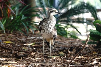 Bush Stone-curlew ケアンズ Wed, 8/9/2023