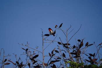 Mistletoebird ケアンズ Wed, 8/9/2023