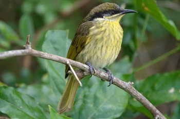 Varied Honeyeater ケアンズ Tue, 8/8/2023