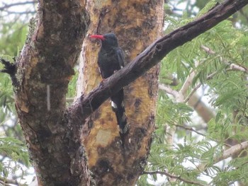 Green Wood Hoopoe