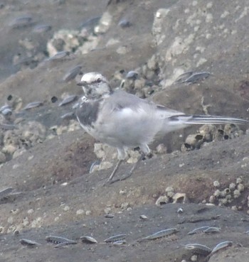 Wagtail Unknown Spots Sat, 8/26/2023