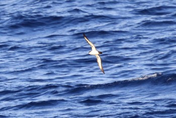 Bannerman's Shearwater 小笠原諸島航路 Sat, 7/29/2023