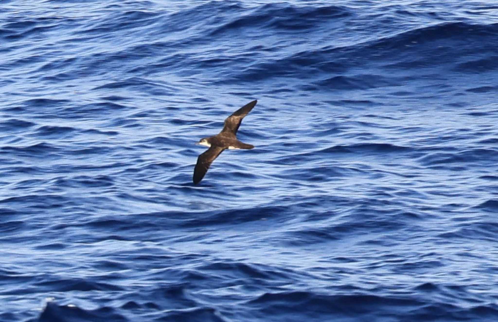 Photo of Bannerman's Shearwater at 小笠原諸島航路 by マイク