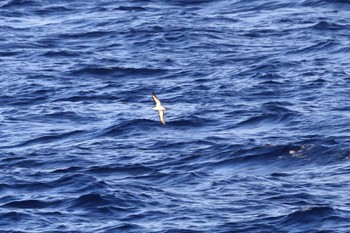 Bannerman's Shearwater 小笠原諸島航路 Sat, 7/29/2023